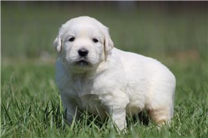 Knox - English Golden Retriever for sale