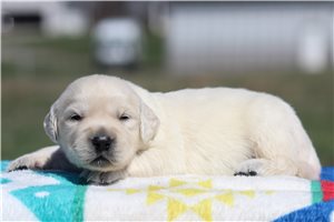 Albert - puppy for sale