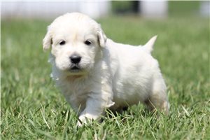 Kingston - English Golden Retriever for sale