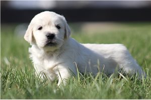 Katherine - English Golden Retriever for sale