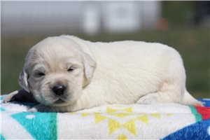 Cedric - puppy for sale