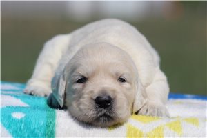 Michelle - English Golden Retriever for sale