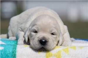 Akasha - puppy for sale