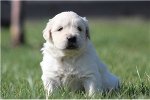 Kenneth - puppy for sale