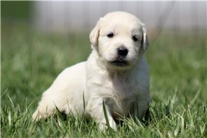 Karter - English Golden Retriever for sale