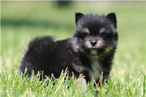 Joanna - Pomsky for sale