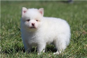 Hoss - Pomsky for sale