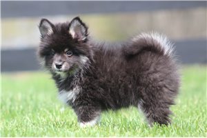 Trevor - Pomsky for sale