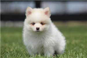 Hoss - Pomsky for sale