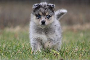 Charlize - Pomsky for sale