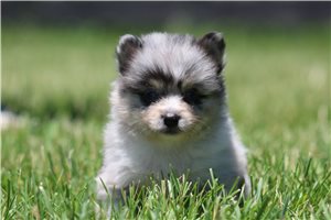 Jenson - puppy for sale