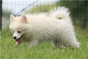 Hoss - Pomsky for sale