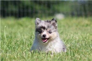 Jenson - Pomsky for sale