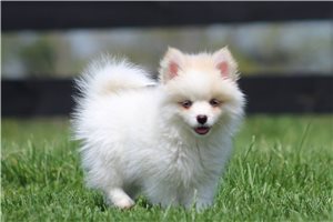 Hoss - Pomsky for sale