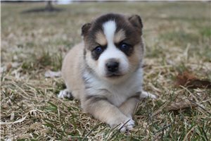 Isabella - puppy for sale