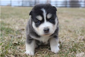 Idris - puppy for sale