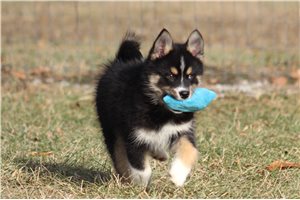 Cedar - Pomsky for sale