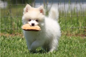 Hoss - Pomsky for sale