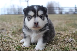 Isaiah - puppy for sale