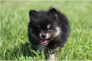 Joanna - Pomsky for sale