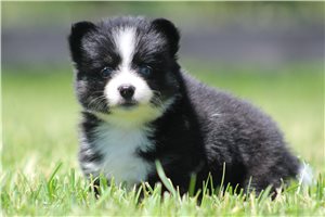 Jazzy - puppy for sale