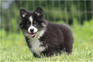 Jazzy - Pomsky for sale
