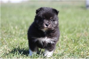 Trevor - puppy for sale