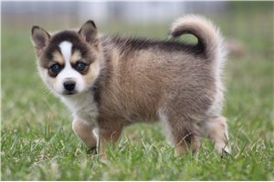 Isabella - Pomsky for sale