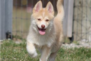 Nasir - puppy for sale