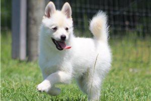 Iker - Pomsky for sale