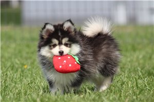 Isaiah - Pomsky for sale
