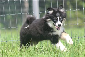 Jazzy - Pomsky for sale