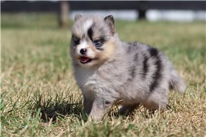 Ella - puppy for sale