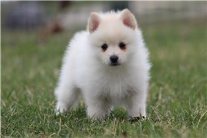 Iker - Pomsky for sale
