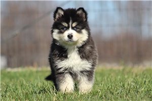 Idris - Pomsky for sale
