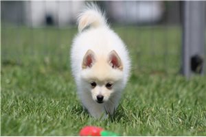 Iker - Pomsky for sale