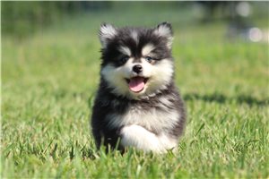 Johnny - Pomsky for sale