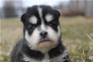 Isaac - puppy for sale