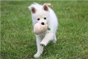 Iker - Pomsky for sale