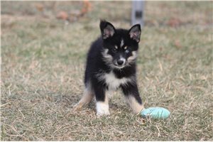 Carter - Pomsky for sale