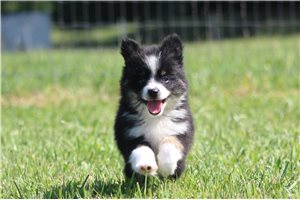 Jazzy - Pomsky for sale