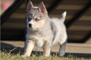 Nevaeh - puppy for sale