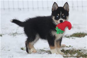 Christian - Pomsky for sale