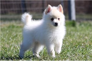 Iker - Pomsky for sale