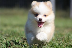 Eloise - puppy for sale