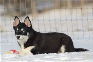Colby - Pomsky for sale