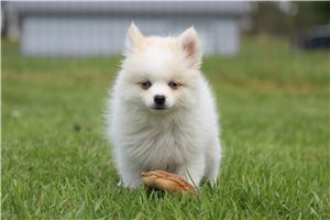 Hoss - Pomsky for sale