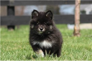 Trevor - Pomsky for sale