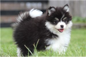 Romy - Pomsky for sale