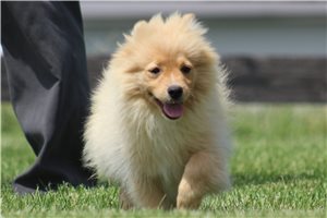Fergus - puppy for sale